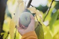 Hand of a child picking a ripe asimina fruit growing on a paw paw tree