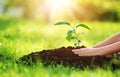 Hand of a child with shovel taking care of a seedling in the soil