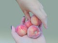 The hand of a child takes a peach from a handful of peaches lying on the palm of an adult Royalty Free Stock Photo