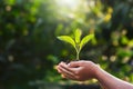 hand children holding young plant with sunlight on green nature background. concept eco earth day