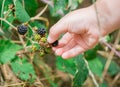 A hand of Children picking wild blackberries Royalty Free Stock Photo