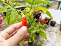 Hand with chili, Man hand picking red chili in the home garden. with copy space. Royalty Free Stock Photo