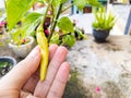 Hand with chili, Man hand picking green chili in the home garden. with copy space. Royalty Free Stock Photo