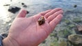 A hand with a clam shell on the beach Royalty Free Stock Photo