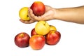 Hand Holding one red and yellow apple in many apples on white background Royalty Free Stock Photo
