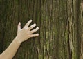 Hand clawing at tree trunk Royalty Free Stock Photo