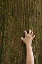 Hand clawing up a cedar tree trunk Royalty Free Stock Photo