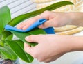 Hand cleaning plant by wet sponge Royalty Free Stock Photo