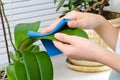 Hand cleaning plant by wet sponge Royalty Free Stock Photo