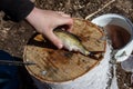 Hand cleans with a knife, caught river fish on a stump. The fisherman cleans the fish. A small fish lies on a birch stump. Fishing