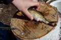 Hand cleans with a knife, caught river fish on a stump. The fisherman cleans the fish. A small fish lies on a birch stump. Fishing