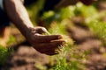 Hand closeup of a man holding a sprout in spring focusing on growth, environmental issues and global warming. Farmer Royalty Free Stock Photo