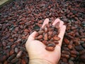 Hand and cocoa beans. The chocolat in process