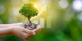 Hand Coin tree The tree grows on the pile. Saving money for the future. Investment Ideas and Business Growth. Green background