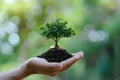 Hand Coin tree The tree grows on the pile Royalty Free Stock Photo