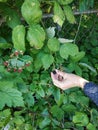 Berry picking. Hand collects blackberries from a bush