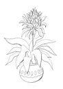 Contour drawing sketch botanical illustration potted plant echmea blue tango bilberia closeup isolated on white background line