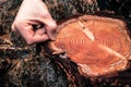 Hand counting tree rings on a cut pine log Royalty Free Stock Photo