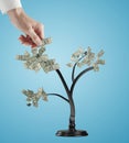 Hand creates dollars tree Royalty Free Stock Photo