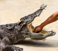 Hand in the crocodile's mouth, crocodile world, Thailand