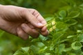 Hand with culled flower of potato