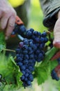 Hand cut grape with secateurs tool