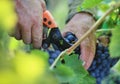 Hand cut grape with secateurs tool