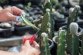 Caring for cactus, Clouse up.