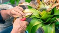 Hand cutting dying leaves from plant, growing and caring plant love environment and nature concept Royalty Free Stock Photo