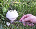 Hand cutting a mushroom with a knife Royalty Free Stock Photo