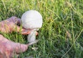 Hand cutting a mushroom with a knife. Royalty Free Stock Photo