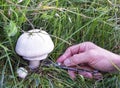 Hand cutting a mushroom with a knife. Royalty Free Stock Photo