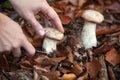 Hand cutting a mushroom