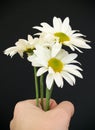 Hand with daisies Royalty Free Stock Photo