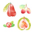 Hand dawn set with watercolor fruits, fresh food