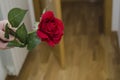 Hand delivering a rose with unfocused background