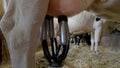 Hand detaches milking machine.