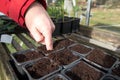 Hand dibbing or poking holes in compost in plant pots ready to sow seeds for gardening