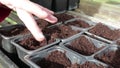 Hand dibbing or poking holes in compost in plant pots ready to sow seeds for gardening