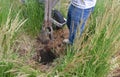 Digging a pole hole for a new fence