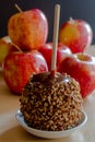 Hand Dipped Caramel Apples with Nuts and Chocolate Royalty Free Stock Photo