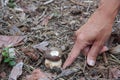 Hand discovers a brown Porcino mushroom Royalty Free Stock Photo