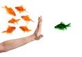 Hand discriminating green goldfish Royalty Free Stock Photo