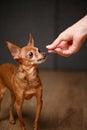 Hand of dog owner feeds treat to beautiful smart mini toy terrier dog from hand. Owner presents reward for training pet Royalty Free Stock Photo