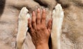 Hand and dog paws