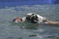 Hand of a Dog Trainer Helping an Australian Shepherd Learn to Swim