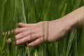 Hand on a grain field