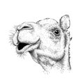 Hand draw camel portrait. Hand draw vector illustration