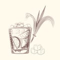 Hand draw cane leaves. Alcohol cocktail in glass, sugar plant stalk and cubes