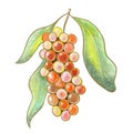 color illustration plant salamander tree fruit berry bignay wine closeup red bunches with leaves design element